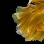 Huawei Nova 4 Stock Wallpapers