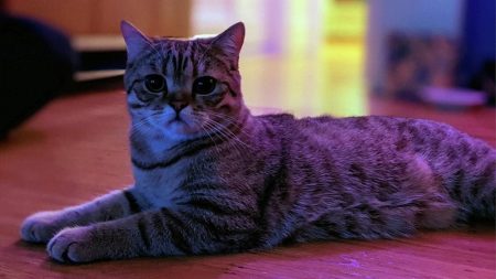 Google Camera 8.0 from Pixel 5 with New UI and Features [APK]